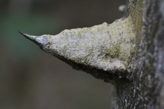 Zanthoxylum rhoifolium