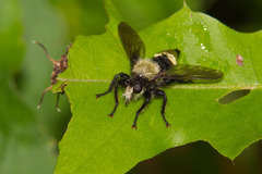 Laphria divisor