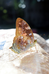Vagrans sinha