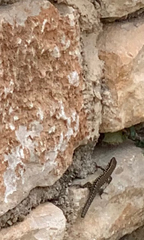 Podarcis muralis