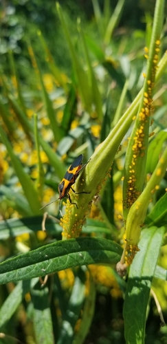 Large Milkweed Bug photographed in Pennsylvania