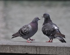 Columba livia domestica