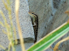 Heremites auratus