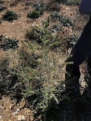Echium italicum