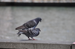 Columba livia domestica