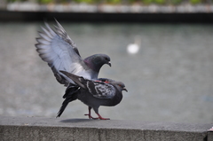 Columba livia domestica