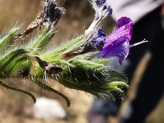 Echium italicum