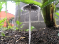 Lanatulae