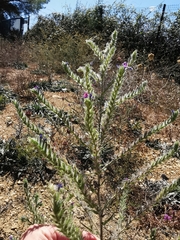 Echium italicum