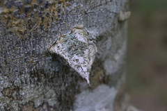Zanthoxylum rhoifolium