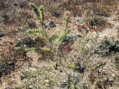 Echium italicum