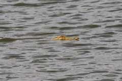 Crocodylus niloticus africanus