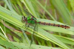 Ophiogomphus rupinsulensis