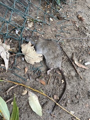 Rattus norvegicus