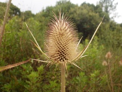 Dipsacus comosus