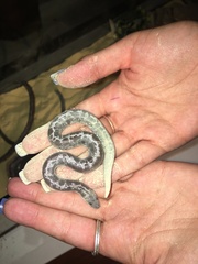 Eryx colubrinus loveridgei