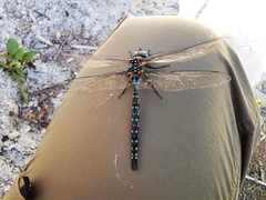 Rhionaeschna dugesi