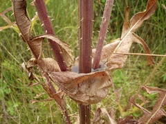 Dipsacus comosus