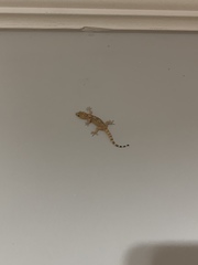 Hemidactylus turcicus