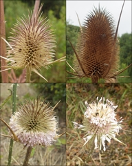 Dipsacus comosus