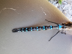 Rhionaeschna dugesi