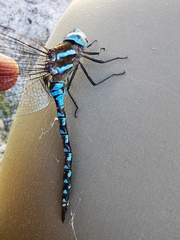 Rhionaeschna dugesi