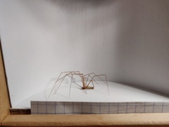 Pholcus phalangioides