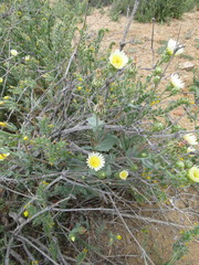 Malacothrix coulteri