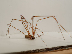 Pholcus phalangioides