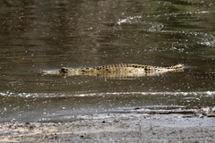 Crocodylus niloticus africanus