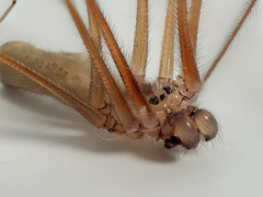 Pholcus phalangioides