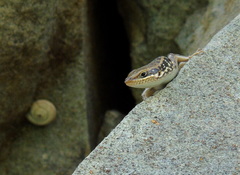 Heremites auratus