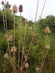 Dipsacus comosus