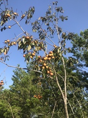 Diospyros virginiana image