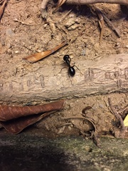 Camponotus vagus