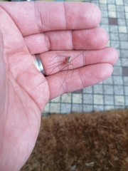 Pholcus phalangioides