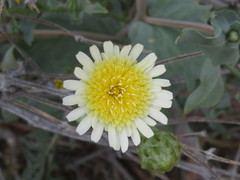 Malacothrix coulteri