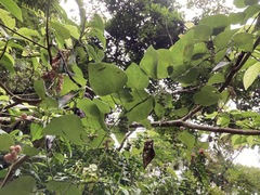 Cyclea hypoglauca