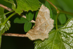 Metarranthis indeclinata