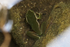 Ranoidea nudidigita