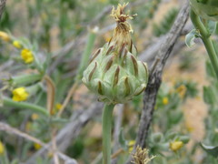 Malacothrix coulteri
