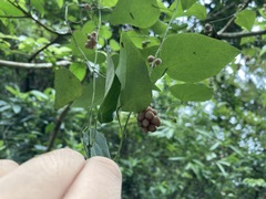 Cyclea hypoglauca