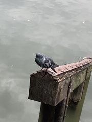 Columba livia domestica
