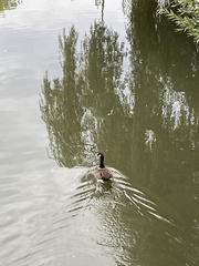Branta canadensis