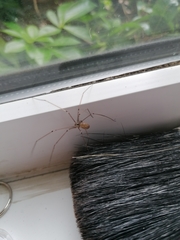 Pholcus phalangioides