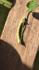 Lepidoptera