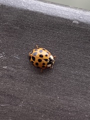 Harmonia axyridis