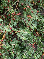 Cotoneaster divaricatus