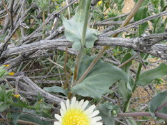 Malacothrix coulteri