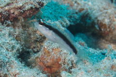 Asterropteryx striata